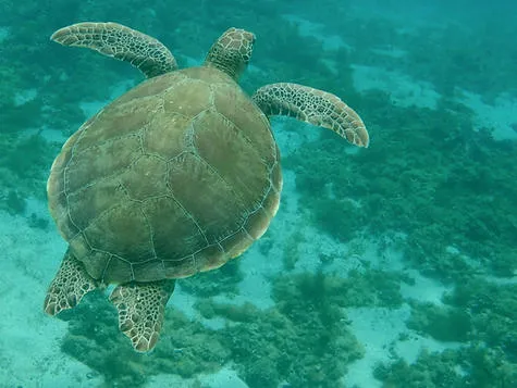 La Guadeloupe et ses iles