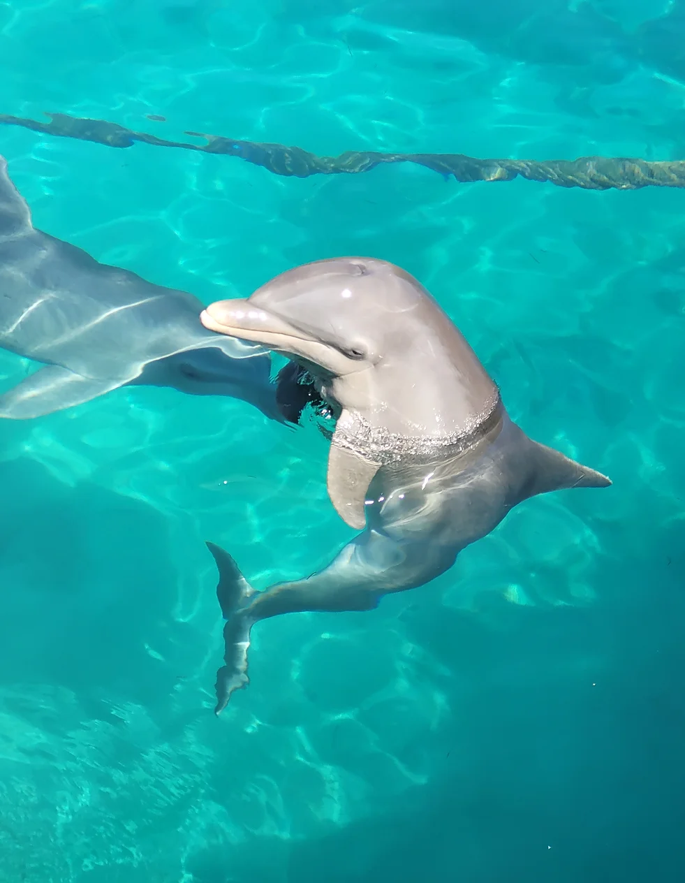 bahamas36
