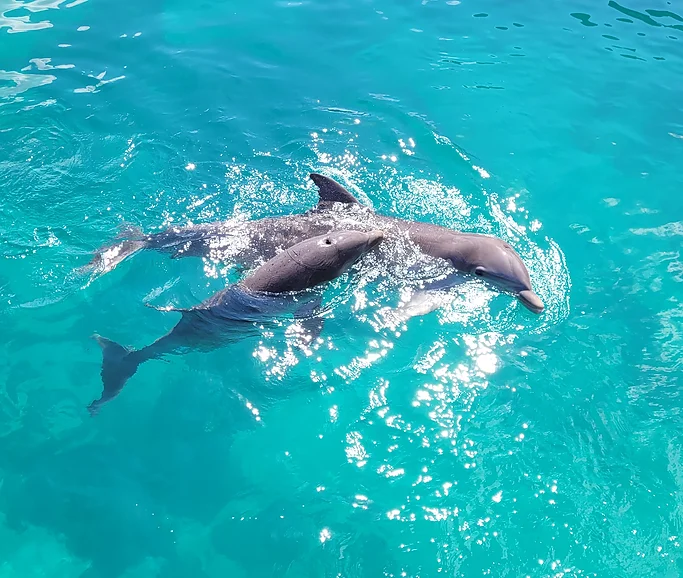 bahamas38