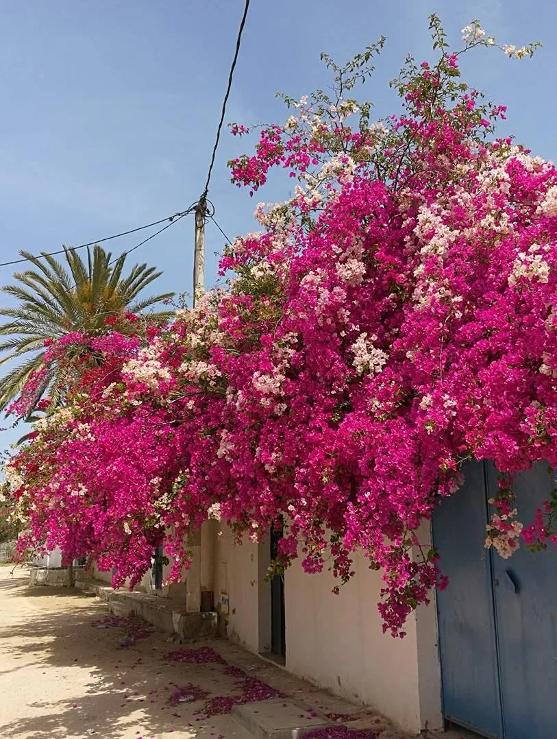Djerba1