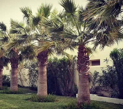 Djerba4