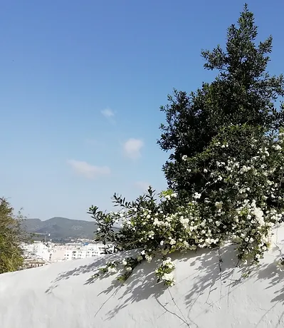 Ibiza21